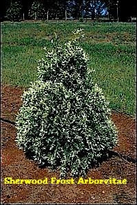 ARBORVITAE SHERWOOD FROST (Thuja occidentalis 'Sherwood Frost')