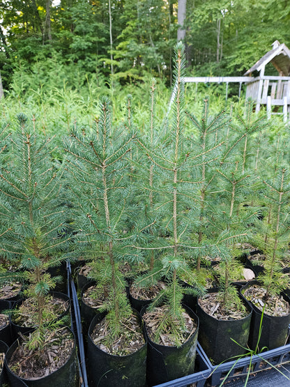 'White' Spruce - Picea Glauca