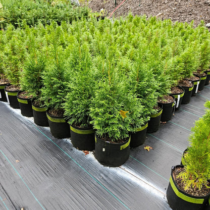 'Emerald Green' Arborvitae