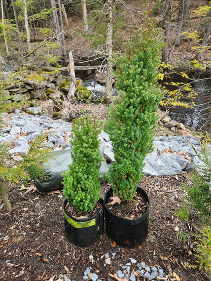 'Red Star' False Cypress