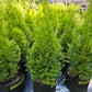 'Emerald Green' Arborvitae