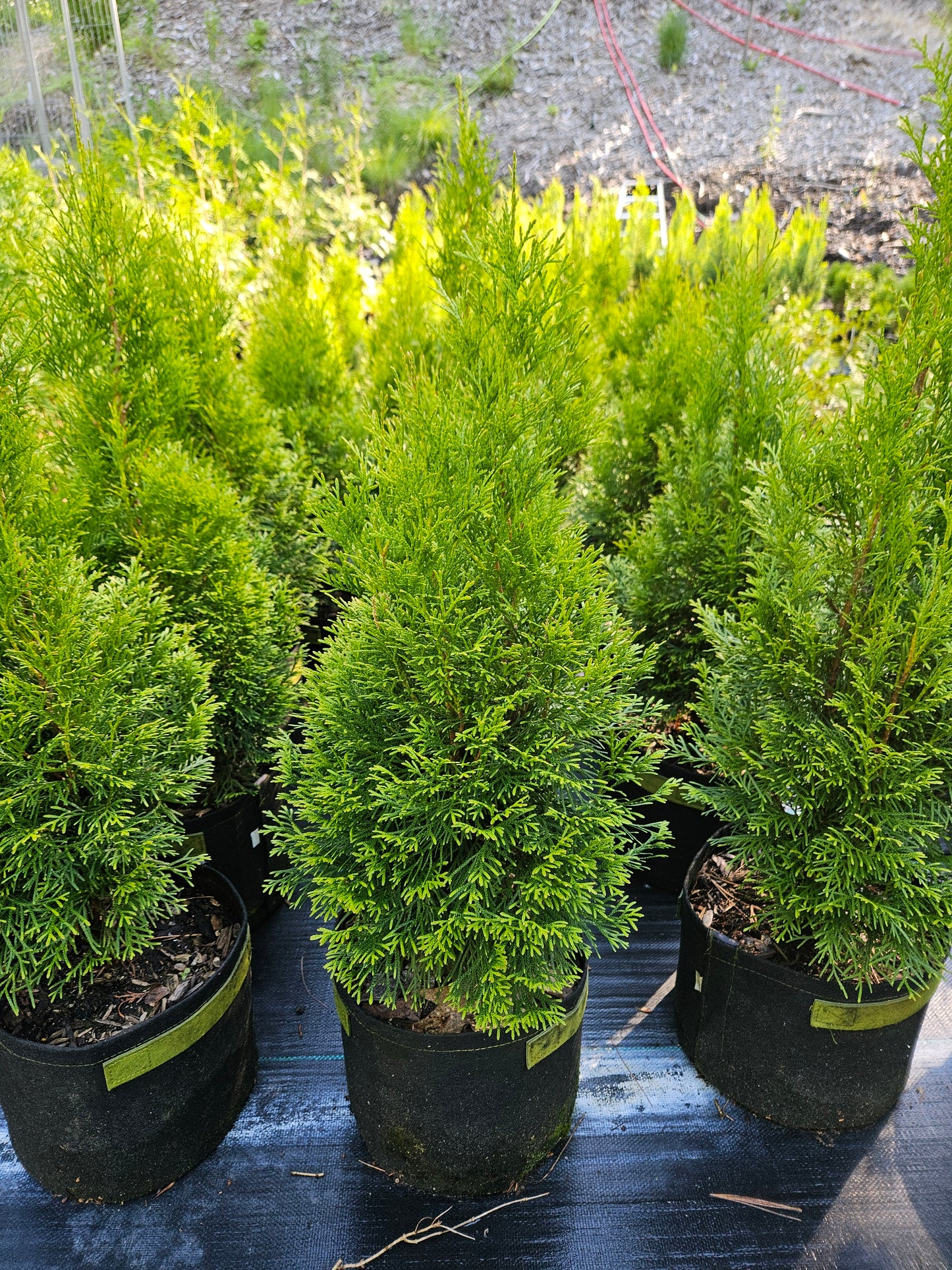 'Emerald Green' Arborvitae