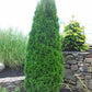 'Emerald Green' Arborvitae