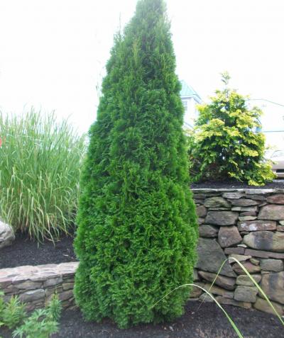 'Emerald Green' Arborvitae