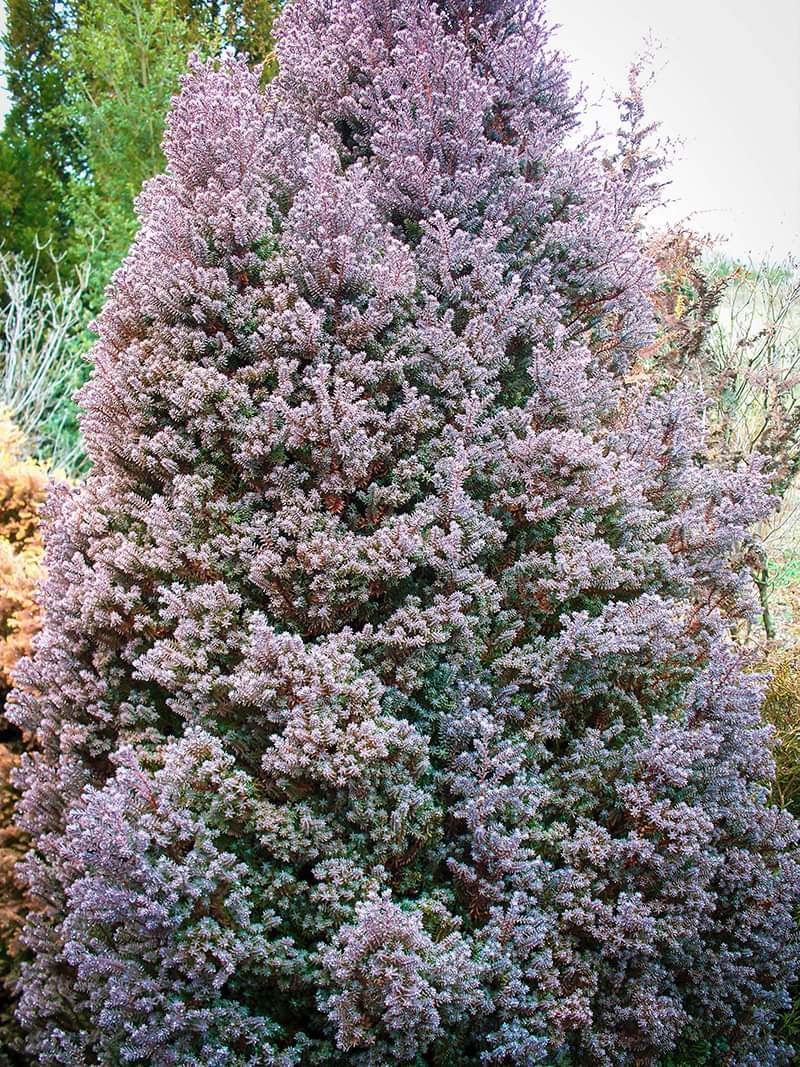 'Red Star' False Cypress