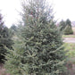 'White' Spruce - Picea Glauca